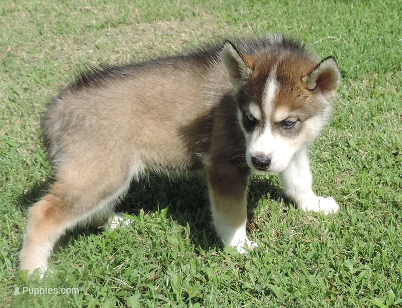 P Male 2 – Siberian Husky puppy for sale in Big Cabin, OK