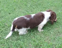 Roxie Male 3, a male Miniature Dachshund for sale in Big Cabin, OK – 3 of 6