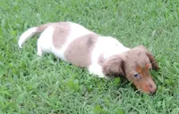 Cookie Female 2, a female Miniature Dachshund for sale in Big Cabin, OK – 3 of 6
