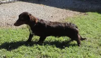 Mirabell Male 2, a male Miniature Dachshund for sale in Big Cabin, OK – 2 of 9
