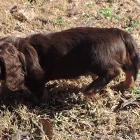 Mirabell Male 2, a male Miniature Dachshund for sale in Big Cabin, OK – Photo 4 of 6