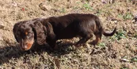 Mirabell Male 2, a male Miniature Dachshund for sale in Big Cabin, OK – Photo 4 of 6