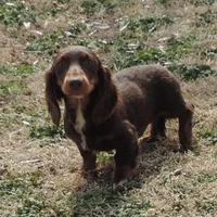 Mirabell Male 2, a male Miniature Dachshund for sale in Big Cabin, OK – Photo 1 of 6