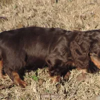 Mirabell Male 2, a male Miniature Dachshund for sale in Big Cabin, OK – Photo 5 of 6