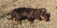 Mirabell Male 2, a male Miniature Dachshund for sale in Big Cabin, OK – Photo 5 of 6