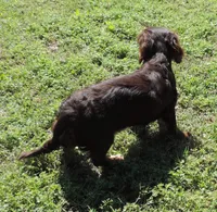 Mirabell Male 2, a male Miniature Dachshund for sale in Big Cabin, OK – 3 of 9
