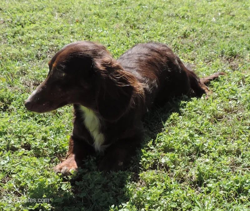 Mirabell Male 2 – Miniature Dachshund puppy for sale in Big Cabin, OK