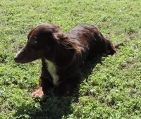 Mirabell Male 2, a male Miniature Dachshund for sale in Big Cabin, OK – 1 of 9
