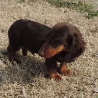 Mirabell Male 2, a male Miniature Dachshund for sale in Big Cabin, OK – Photo 3 of 6