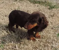 Mirabell Male 2, a male Miniature Dachshund for sale in Big Cabin, OK – Photo 3 of 6