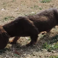 Mirabell Male 2, a male Miniature Dachshund for sale in Big Cabin, OK – Photo 2 of 6