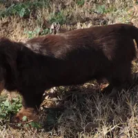 Mirabell Male 2, a male Miniature Dachshund for sale in Big Cabin, OK – Photo 6 of 6