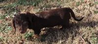 Mirabell Male 2, a male Miniature Dachshund for sale in Big Cabin, OK – Photo 6 of 6