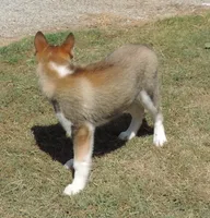 P Male 1, a male Siberian Husky for sale in Big Cabin, OK – 3 of 6