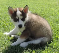 P Male 1, a male Siberian Husky for sale in Big Cabin, OK – 1 of 3