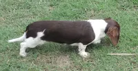 Roxie Female 4, a female Miniature Dachshund for sale in Big Cabin, OK – 3 of 9