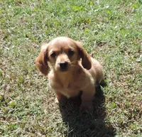 Coral male 1, a male Miniature Dachshund for sale in Big Cabin, OK – 2 of 3