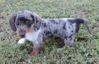Gracey female 2, a female Miniature Dachshund for sale in Big Cabin, OK – 2 of 3