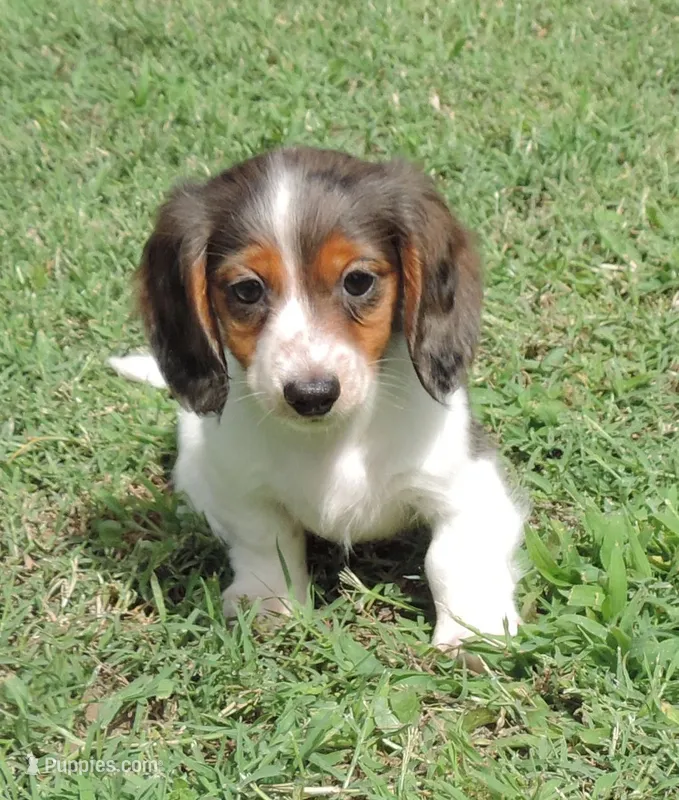 Female 5 – Miniature Dachshund puppy for sale in Big Cabin, OK