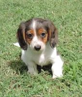 Female 5, a female Miniature Dachshund for sale in Big Cabin, OK – 1 of 3