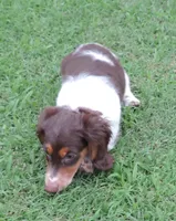 Roxie Male 3, a male Miniature Dachshund for sale in Big Cabin, OK – 2 of 6