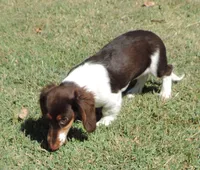 Roxie Female 4, a female Miniature Dachshund for sale in Big Cabin, OK – 3 of 9