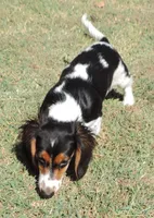 Roxie Male 2, a male Miniature Dachshund for sale in Big Cabin, OK – 3 of 9