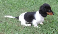 Roxie Male 1, a male Miniature Dachshund for sale in Big Cabin, OK – 2 of 6
