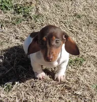 Lila Female 3, a female Miniature Dachshund for sale in Big Cabin, OK – Photo 4 of 6