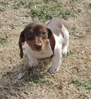 Lila Female 3, a female Miniature Dachshund for sale in Big Cabin, OK – Photo 2 of 6