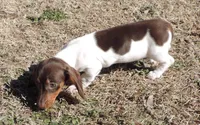 Lila Female 3, a female Miniature Dachshund for sale in Big Cabin, OK – Photo 5 of 6