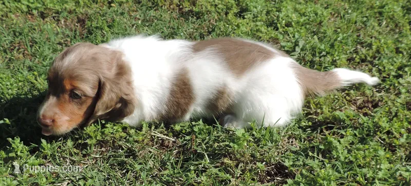 Cookie Male 1 – Miniature Dachshund puppy for sale in Big Cabin, OK
