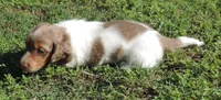 Cookie Male 1, a male Miniature Dachshund for sale in Big Cabin, OK – 1 of 3