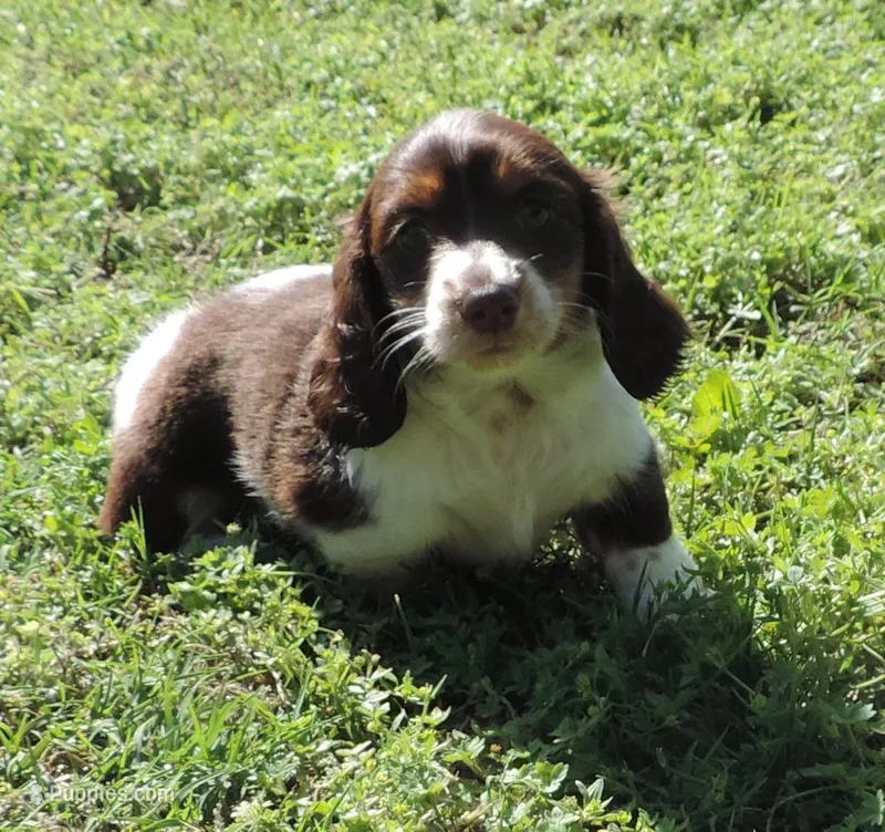 Cookie Female 3 – Miniature Dachshund puppy for sale in Big Cabin, OK