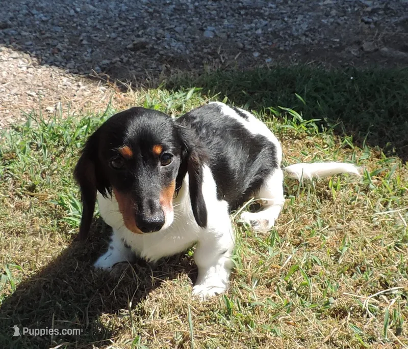 Roxie Male 1 – Miniature Dachshund puppy for sale in Big Cabin, OK