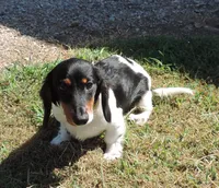 Roxie Male 1, a male Miniature Dachshund for sale in Big Cabin, OK – 1 of 9