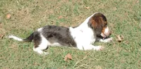 Roxie Female 5, a female Miniature Dachshund for sale in Big Cabin, OK – 2 of 9