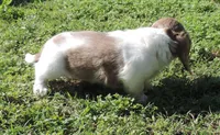 Cookie Male 1, a male Miniature Dachshund for sale in Big Cabin, OK – 2 of 3