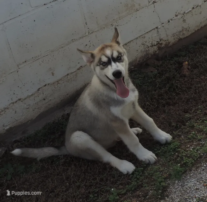 Suzie male 2 – Siberian Husky puppy for sale in Big Cabin, OK