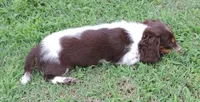 Cookie Female 3, a female Miniature Dachshund for sale in Big Cabin, OK – 3 of 6