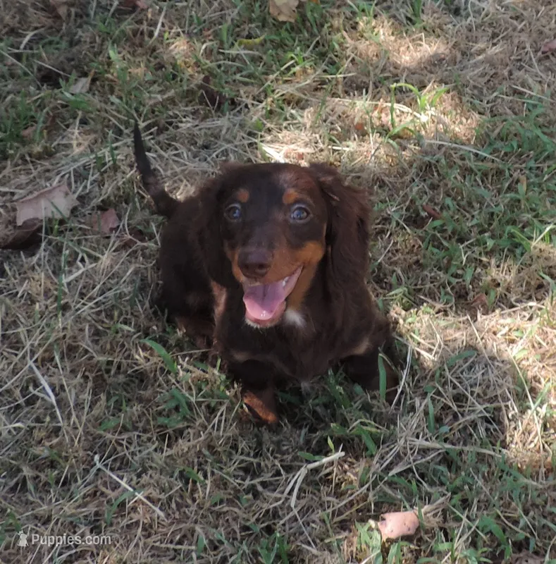 MB female 2 – Miniature Dachshund puppy for sale in Big Cabin, OK