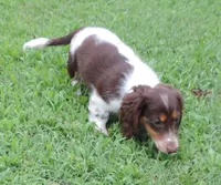 Cookie Female 3, a female Miniature Dachshund for sale in Big Cabin, OK – 2 of 6