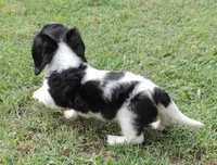 Roxie Male 2, a male Miniature Dachshund for sale in Big Cabin, OK – 3 of 3