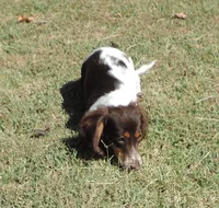 Cookie Female 3, a female Miniature Dachshund for sale in Big Cabin, OK – 2 of 9
