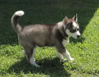 P Female 4, a female Siberian Husky for sale in Big Cabin, OK – 3 of 3