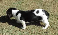 Roxie Male 1, a male Miniature Dachshund for sale in Big Cabin, OK – 3 of 9