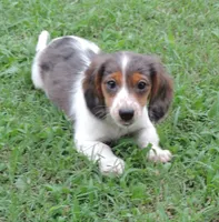 Roxie Female 5, a female Miniature Dachshund for sale in Big Cabin, OK – 1 of 6