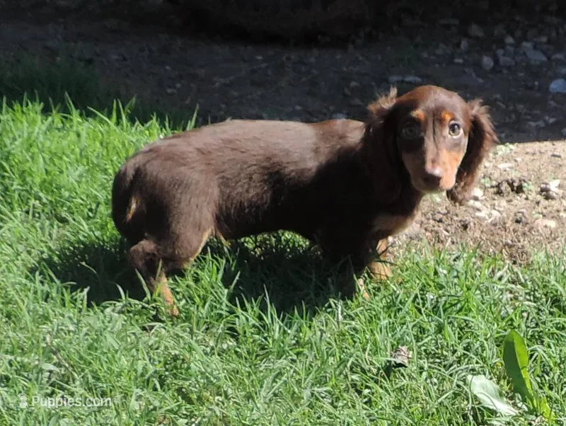 Cocoa female 3 – Miniature Dachshund puppy for sale in Big Cabin, OK