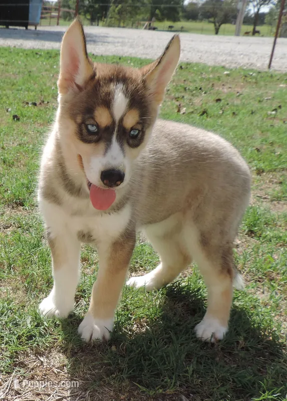 Suzie Female 3 – Siberian Husky puppy for sale in Big Cabin, OK