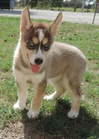 Suzie Female 3, a female Siberian Husky for sale in Big Cabin, OK – 1 of 3
